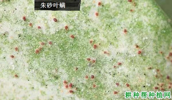 种甜瓜如何防治朱砂叶螨？