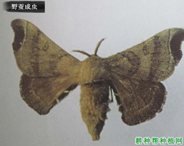 种桑葚如何防治斜纹夜蛾？