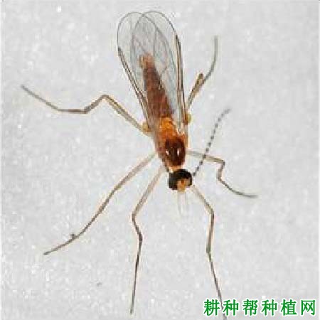 种桑葚如何防治桑根瘿蚊？