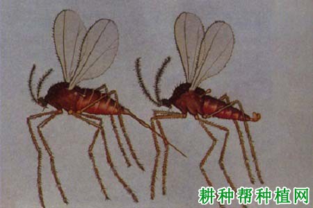 种桑葚如何防治桑吸浆虫? 种桑葚如何防治桑吸浆虫?