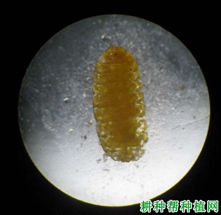 种桑葚如何防治桑吸浆虫? 种桑葚如何防治桑吸浆虫?