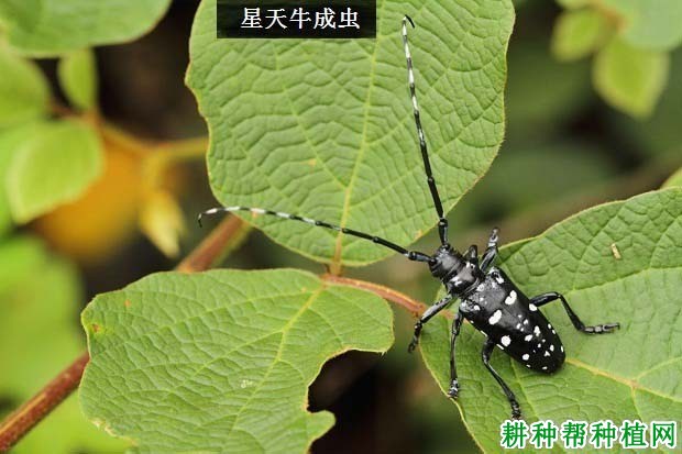 种桑葚如何防治星天牛? 种桑葚如何防治星天牛?