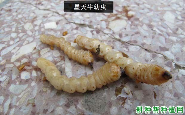 种桑葚如何防治星天牛? 种桑葚如何防治星天牛?