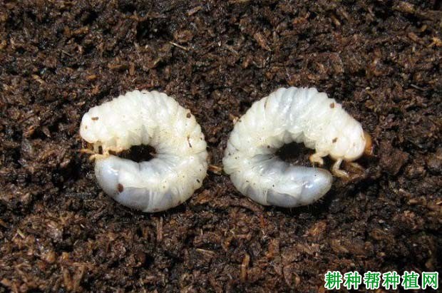 种甘蔗如何防治突背蔗龟? 种甘蔗如何防治突背蔗龟?