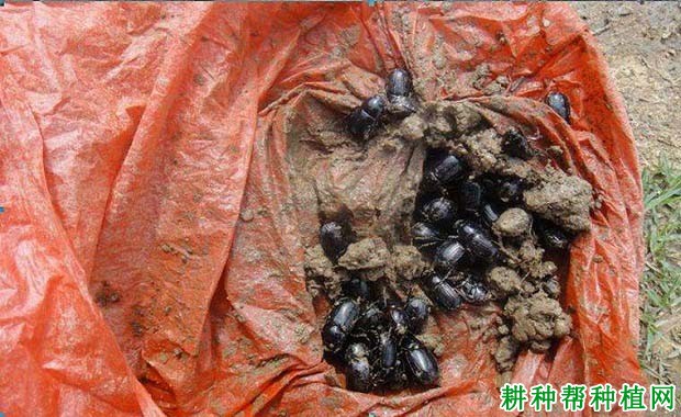 种甘蔗如何防治突背蔗龟? 种甘蔗如何防治突背蔗龟?