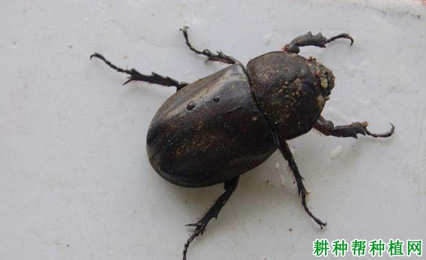 种甘蔗如何防治突背蔗龟? 种甘蔗如何防治突背蔗龟?