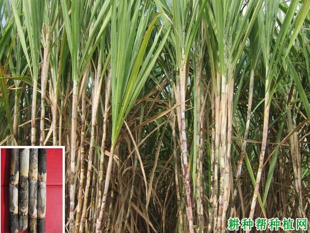 桂糖47号甘蔗品种好不好？