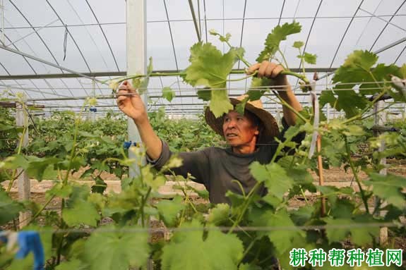 点击打开原图 温室大棚葡萄采收后如何管理?