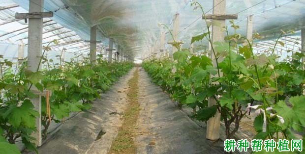 点击打开原图 温室大棚葡萄采收后如何管理?