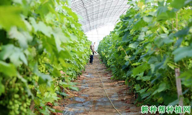 点击打开原图 温室大棚葡萄采收后如何管理?