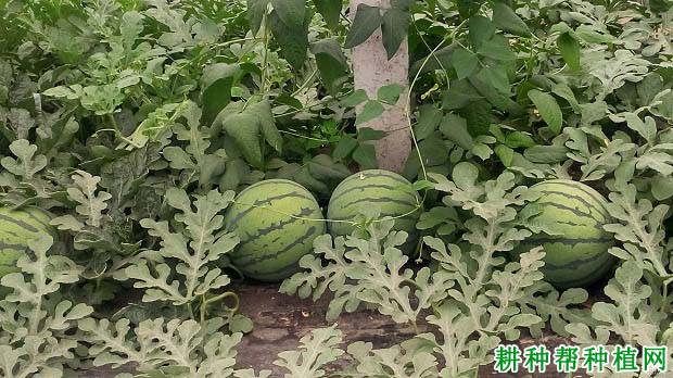 西瓜的需肥特点是什么? 西瓜的需肥特点是什么?