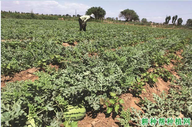 什么样的土壤适宜西瓜的生长? 什么样的土壤适宜西瓜的生长?