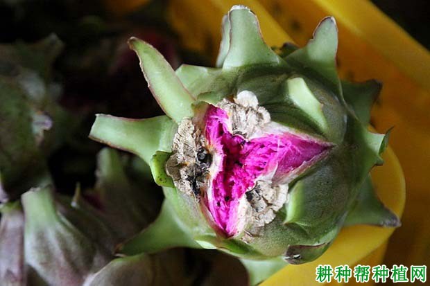 为什么火龙果没成熟就裂果? 为什么火龙果没成熟就裂果?