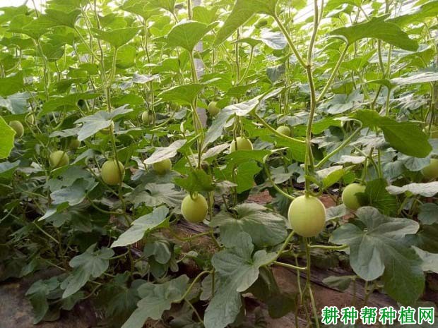 给甜瓜施肥要注意什么? 给甜瓜施肥要注意什么?