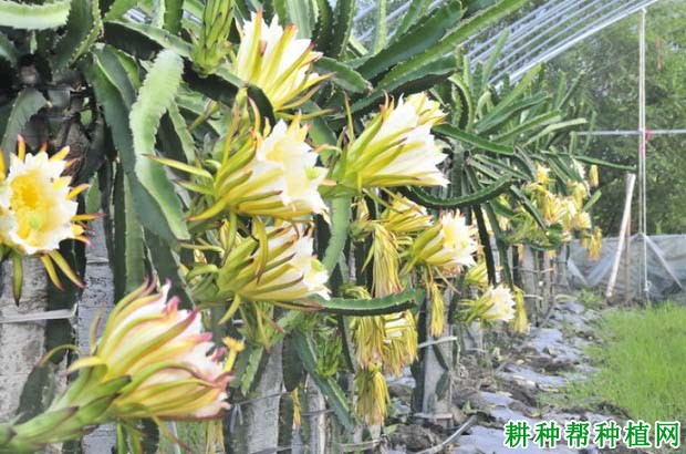 火龙果畸形花如何预防? 火龙果畸形花如何预防?