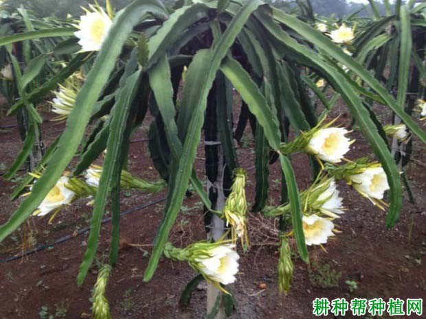 火龙果畸形花如何预防? 火龙果畸形花如何预防?