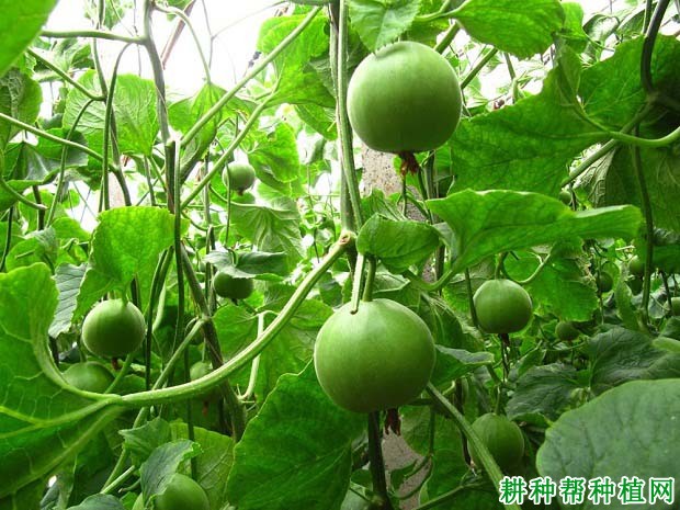 如何正确给甜瓜施肥? 如何正确给甜瓜施肥?