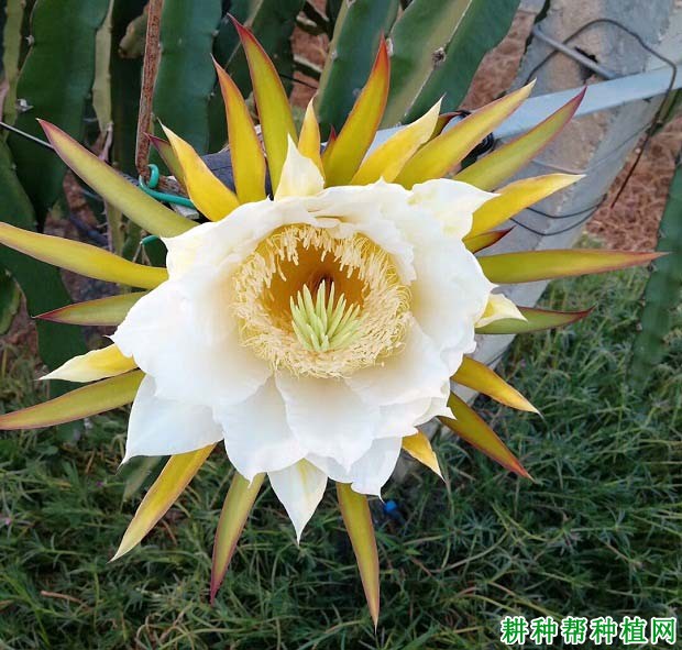火龙果为什么开花过多? 火龙果为什么开花过多?