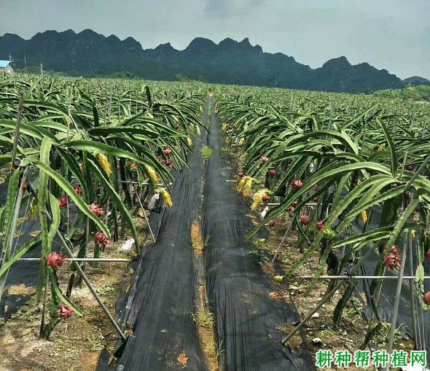 火龙果为什么开花过多? 火龙果为什么开花过多?