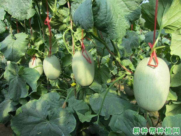 甜瓜生长需要什么肥? 甜瓜生长需要什么肥?