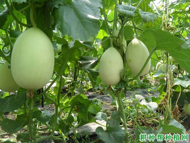 甜瓜生长需要什么肥? 甜瓜生长需要什么肥?