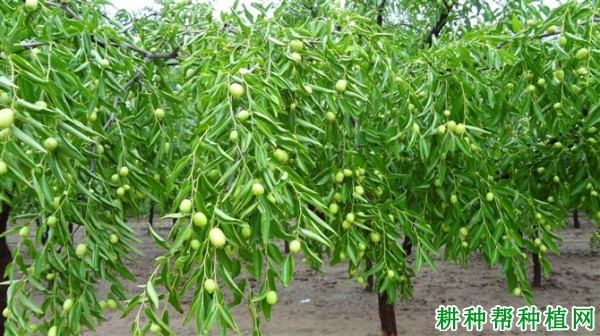 温室大棚种植枣树如何修剪? 温室大棚种植枣树如何修剪?