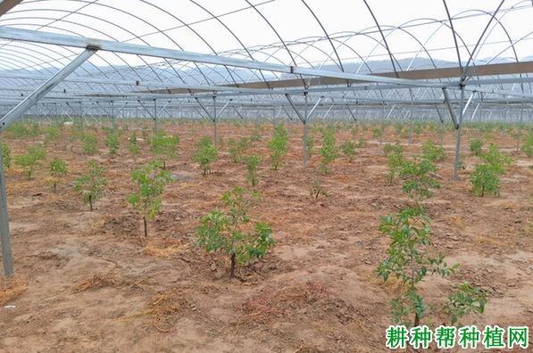 温室大棚种植枣树如何修剪? 温室大棚种植枣树如何修剪?