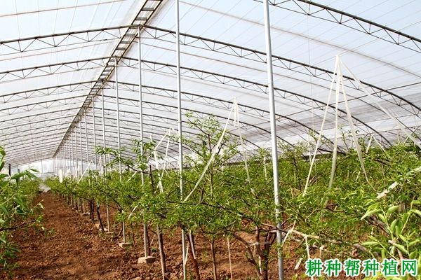 温室大棚种植枣树如何修剪? 温室大棚种植枣树如何修剪?