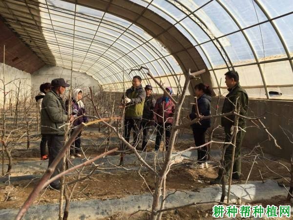 温室大棚种植枣树如何修剪? 温室大棚种植枣树如何修剪?