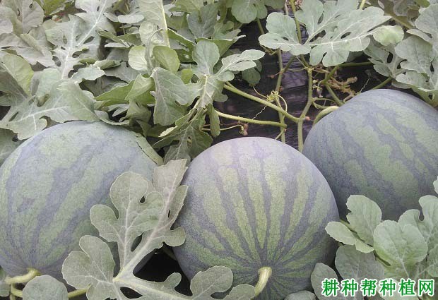 西瓜施肥应注意哪些问题? 西瓜施肥应注意哪些问题?