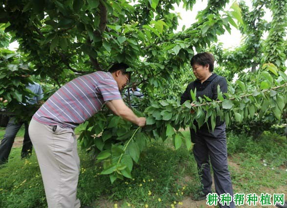 大棚樱桃树什么时候剪枝? 大棚樱桃树什么时候剪枝?