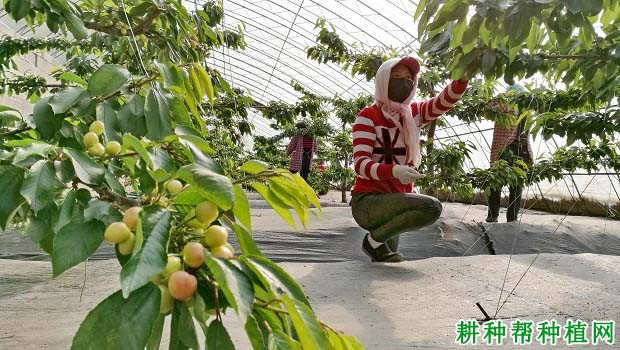 大棚樱桃树什么时候剪枝? 大棚樱桃树什么时候剪枝?