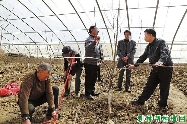 大棚樱桃树什么时候剪枝? 大棚樱桃树什么时候剪枝?