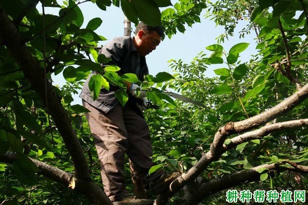 大棚樱桃树什么时候剪枝? 大棚樱桃树什么时候剪枝?
