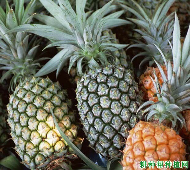 菠萝的果实什么时候成熟? 菠萝的果实什么时候成熟?