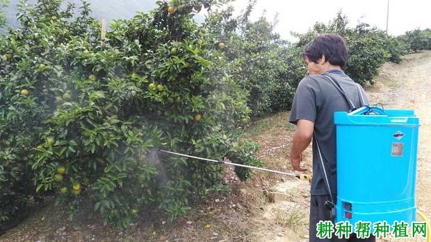 用什么肥料柑橘可以用作叶面喷肥? 用什么肥料柑橘可以用作叶面喷肥?