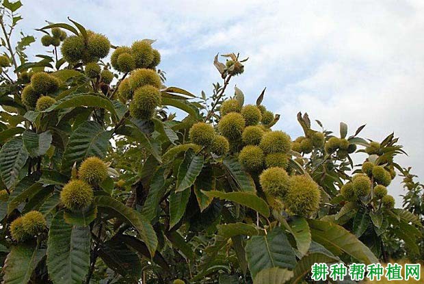 板栗采收前后为什么要施肥? 板栗采收前后为什么要施肥?