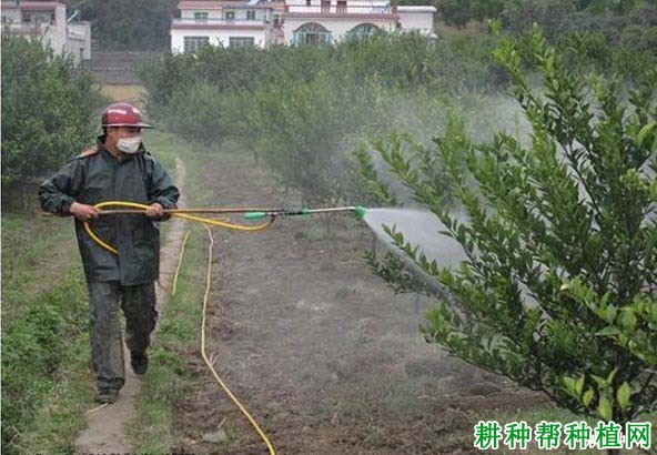 用什么肥料柑橘可以用作叶面喷肥? 用什么肥料柑橘可以用作叶面喷肥?