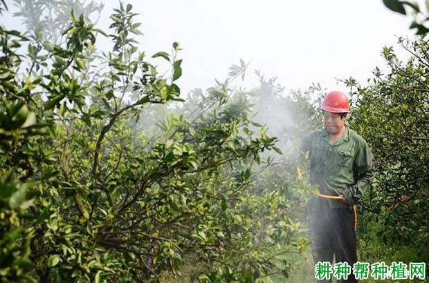用什么肥料柑橘可以用作叶面喷肥? 用什么肥料柑橘可以用作叶面喷肥?