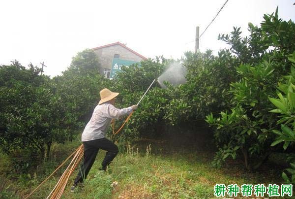 用什么肥料柑橘可以用作叶面喷肥? 用什么肥料柑橘可以用作叶面喷肥?