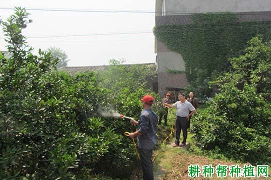 用什么肥料柑橘可以用作叶面喷肥? 用什么肥料柑橘可以用作叶面喷肥?