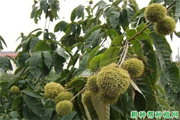 夏季板栗如何施肥? 夏季板栗如何施肥?
