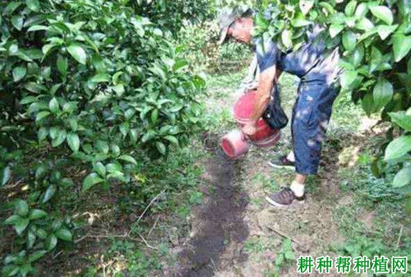 怎样对柑橘结果树施肥? 怎样对柑橘结果树施肥?