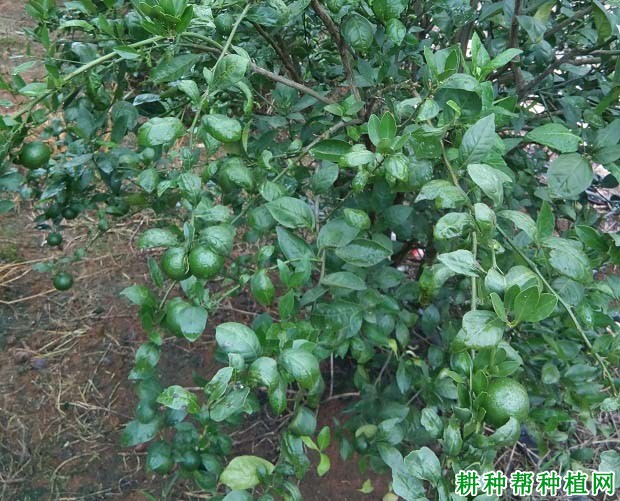 怎样对柑橘结果树施肥? 怎样对柑橘结果树施肥?
