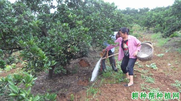 怎样对柑橘结果树施肥? 怎样对柑橘结果树施肥?