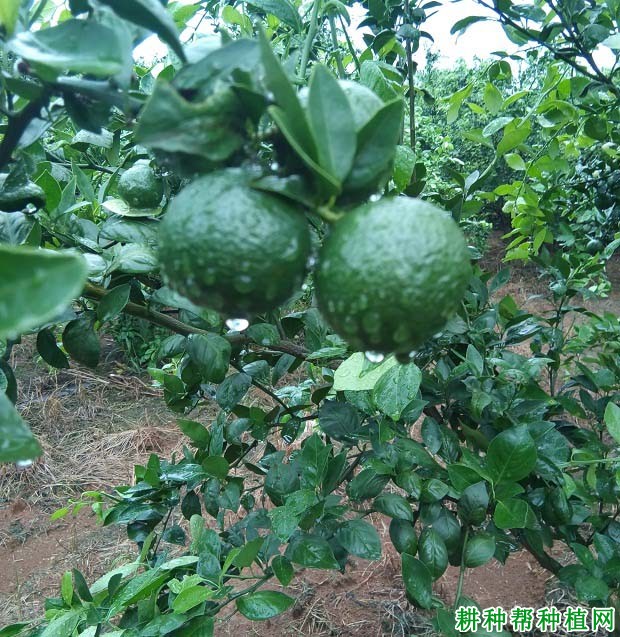 怎样对柑橘结果树施肥? 怎样对柑橘结果树施肥?