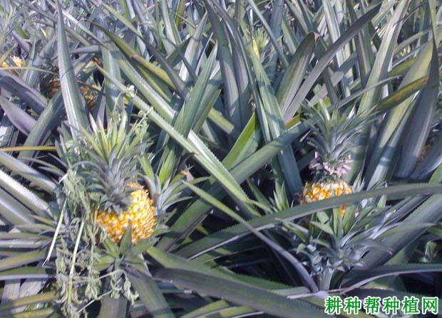 菠萝的叶片有什么特点? 菠萝的叶片有什么特点?