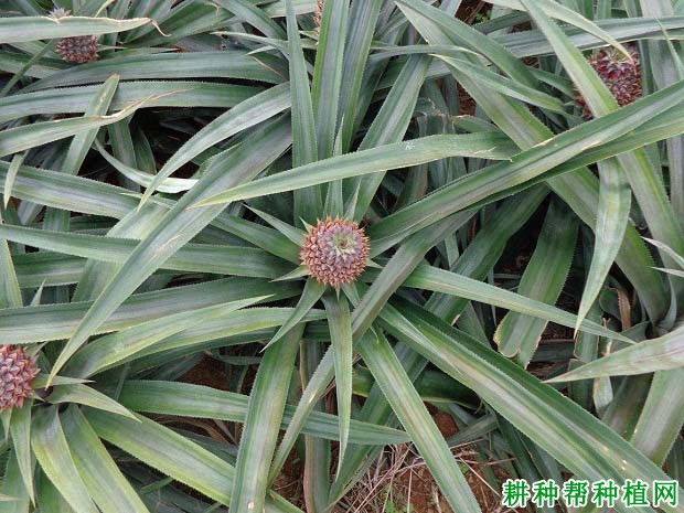 菠萝的叶片有什么特点? 菠萝的叶片有什么特点?