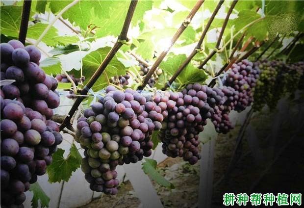 葡萄生长需要多少肥料? 葡萄生长需要多少肥料?