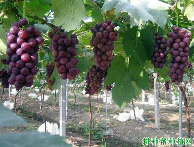 葡萄生长需要多少肥料? 葡萄生长需要多少肥料?